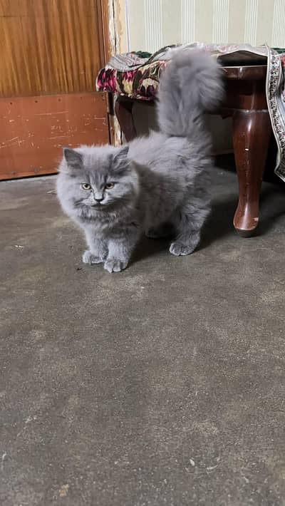 for sale