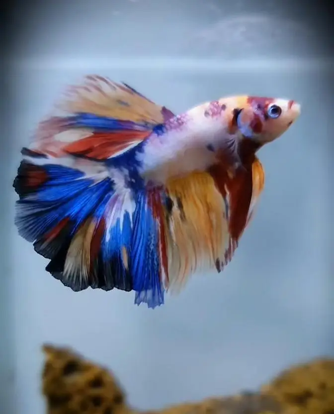 All fish aquariums low price available in stock — photo 4