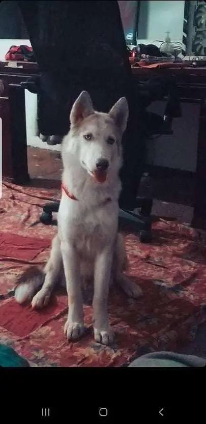 Husky Male Blue Eyes — photo 2