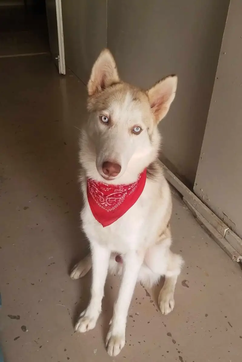 Husky Male Blue Eyes — photo 3