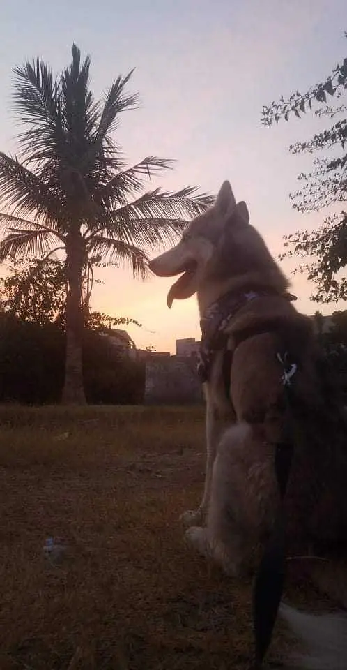 Husky Male Blue Eyes — photo 4