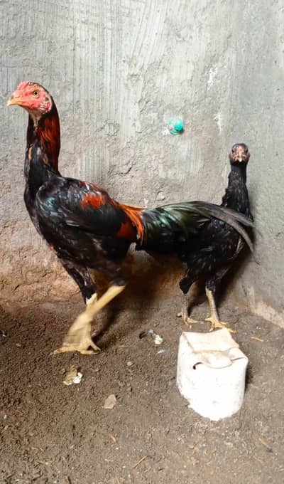 Panus Pakoye