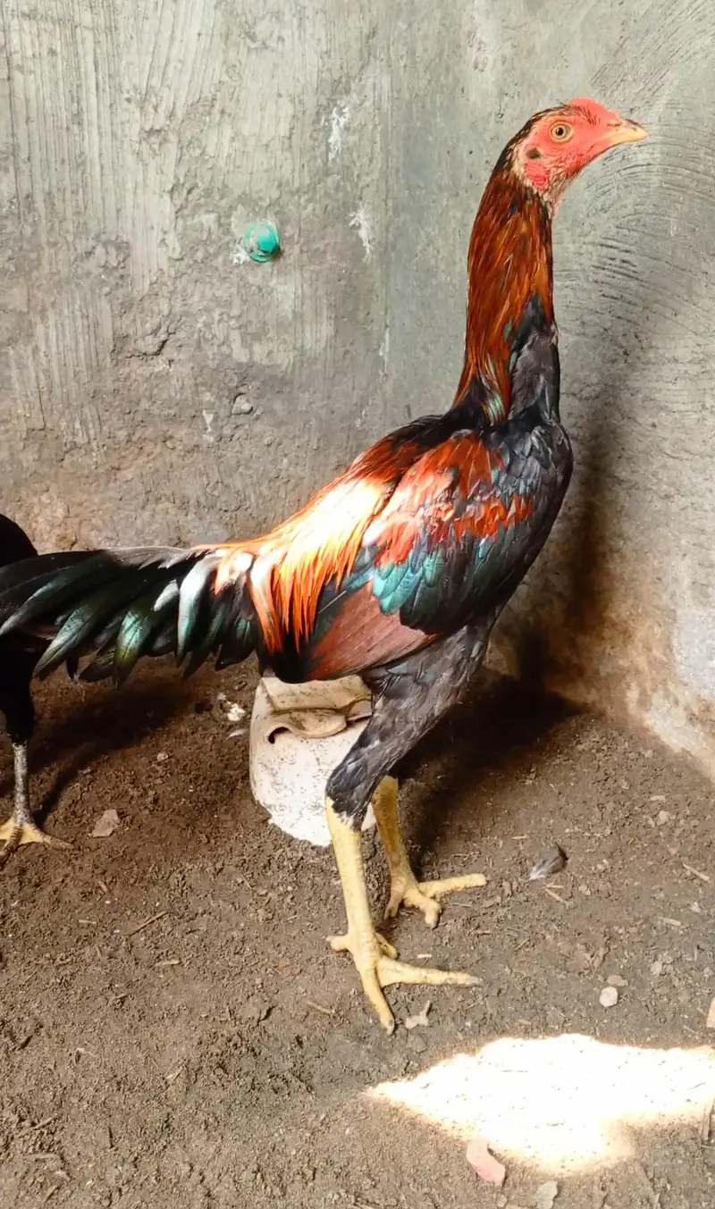 Panus Pakoye — photo 2