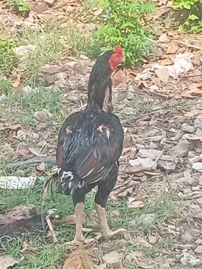 Aseel highly Quality Breeder Murgha