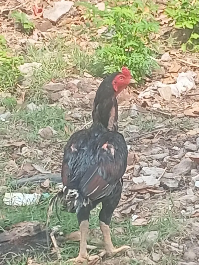 Aseel highly Quality Breeder Murgha — photo 2