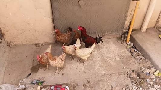 Egg Laying Misri Chickens Whole Setup For sale