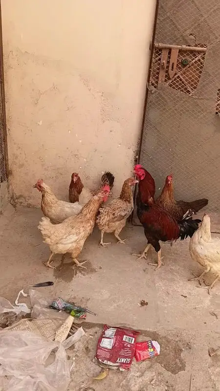 Egg Laying Misri Chickens Whole Setup For sale — photo 2