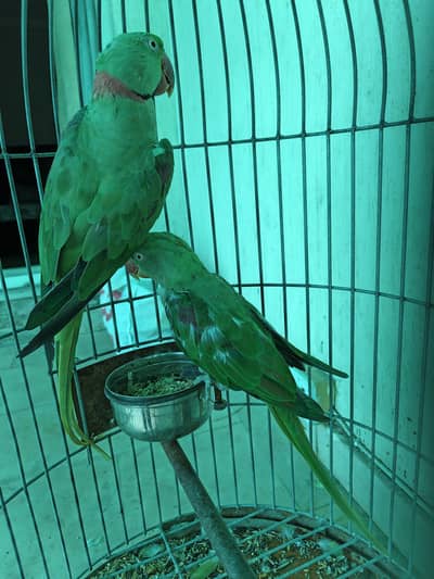 Green Parrots raw only serious buyer plz
