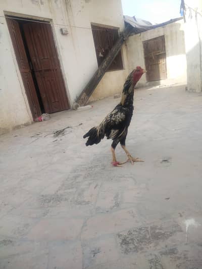 Aseel jawa for sale
