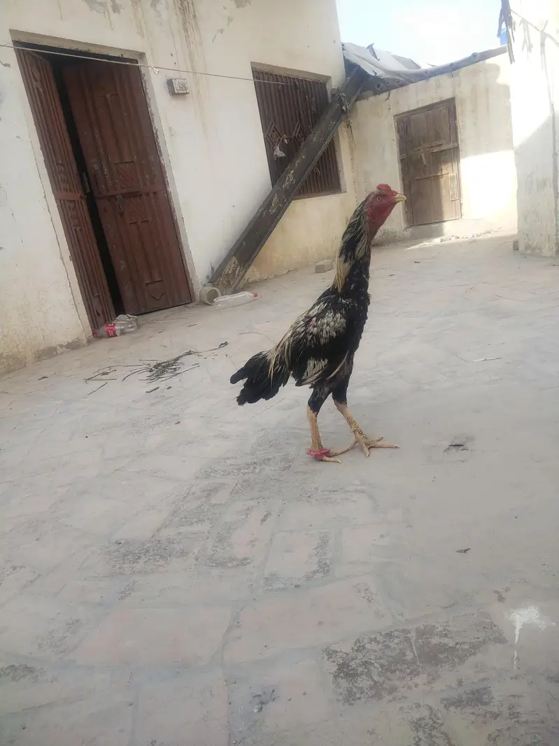Aseel jawa for sale — photo 2