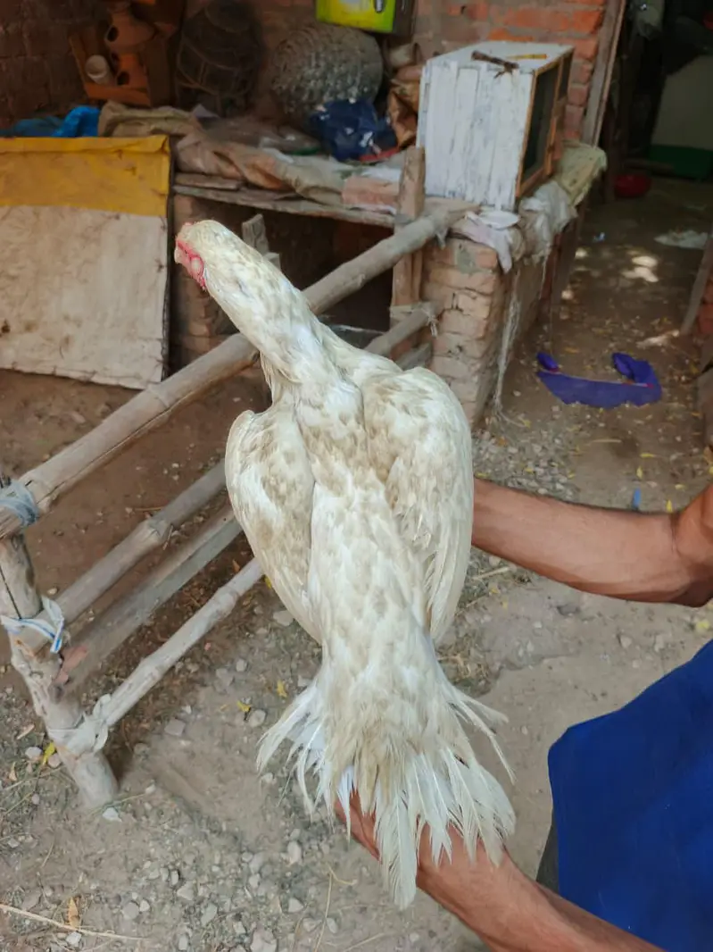 high quality heera female — photo 2