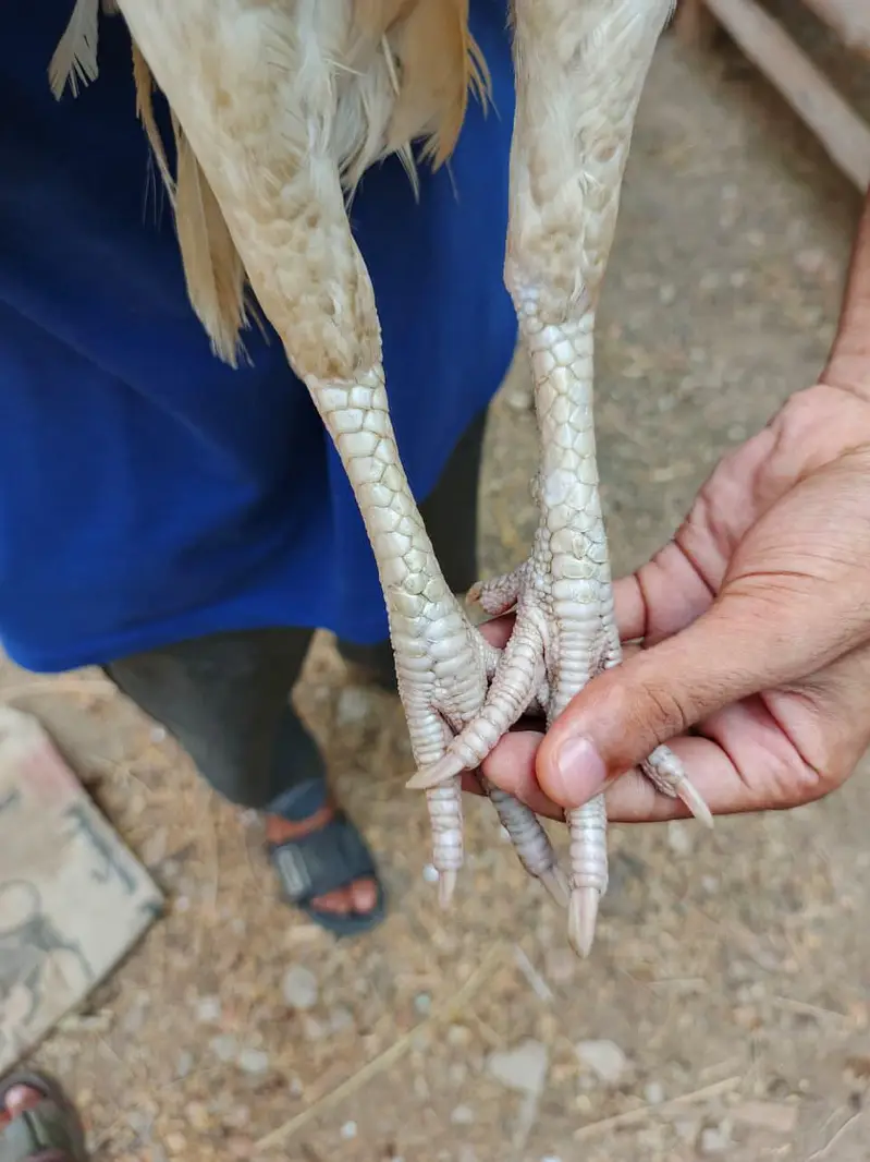 high quality heera female — photo 3