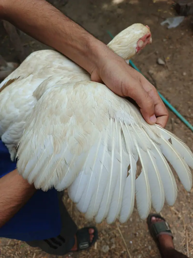 high quality heera female — photo 4
