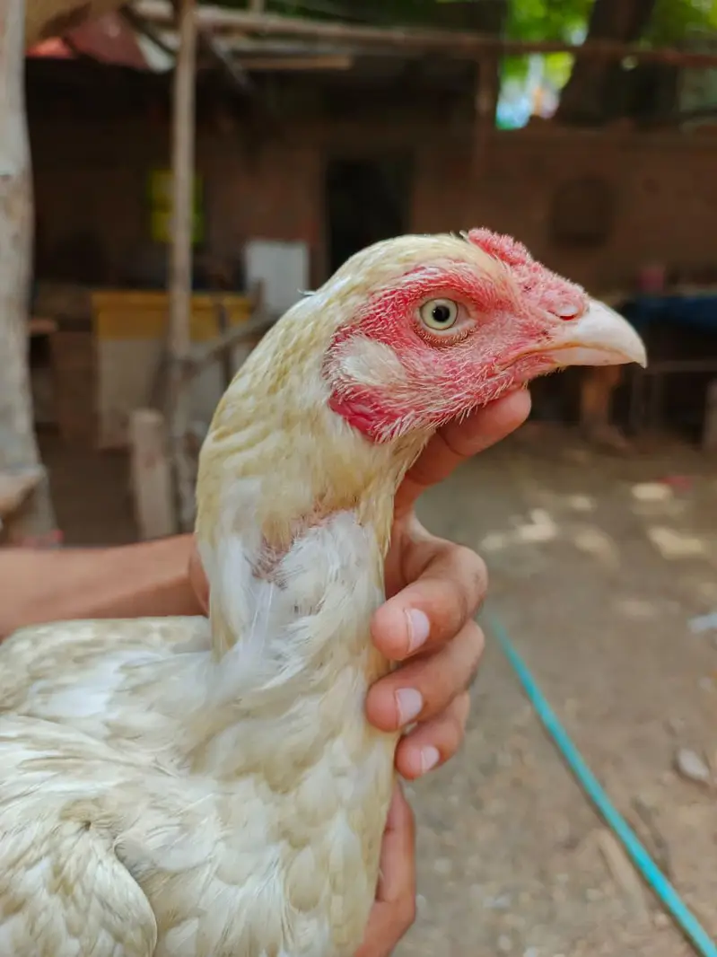 high quality heera female — photo 5