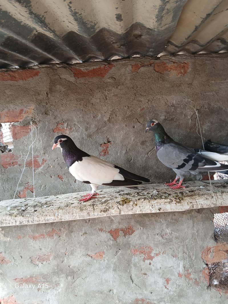 baredar pairs 3