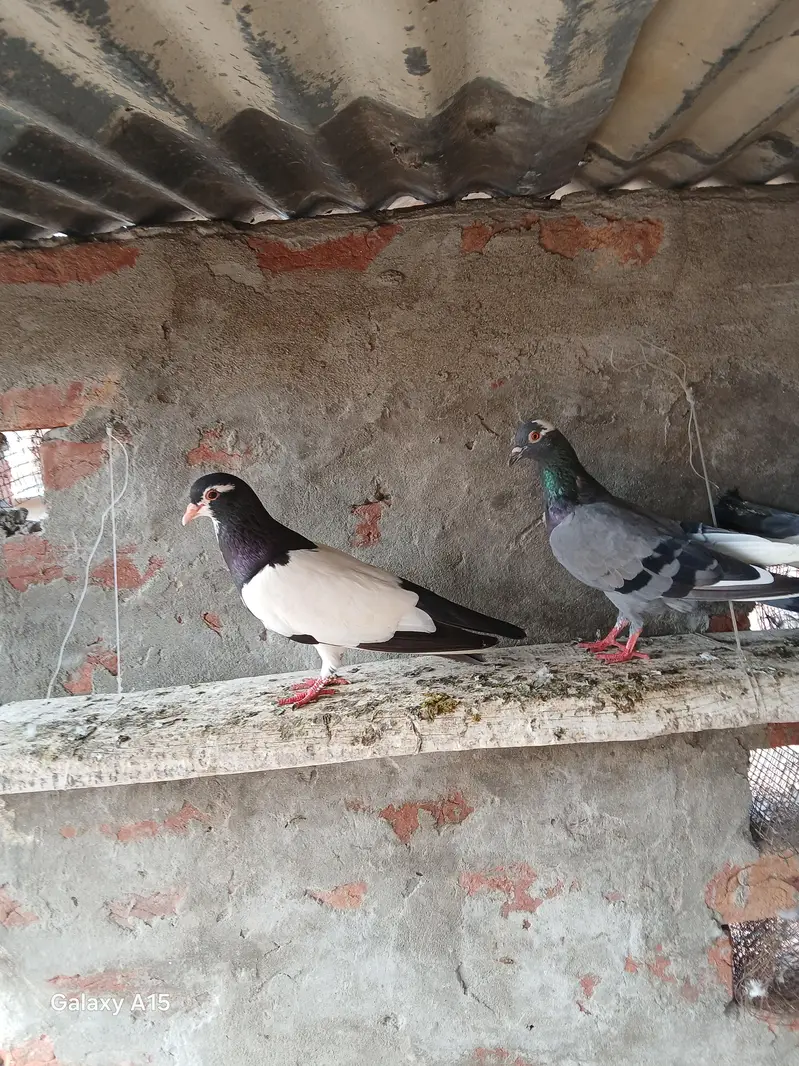 baredar pairs — photo 4