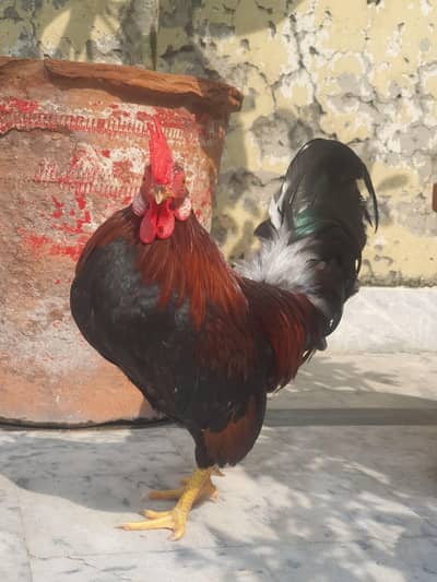 Pure Malaysian Serama Bantam Breeder Pair (Zero Size / Active Laying)