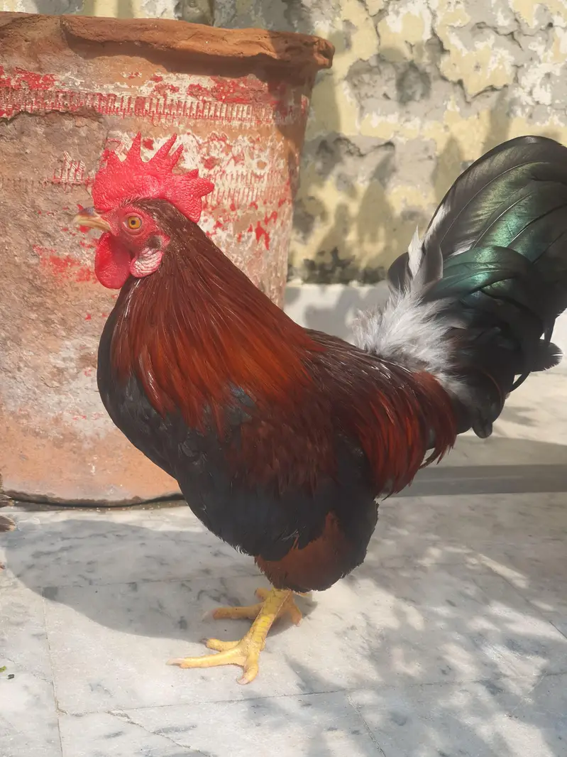 Pure Malaysian Serama Bantam Breeder Pair (Zero Size / Active Laying) — photo 2