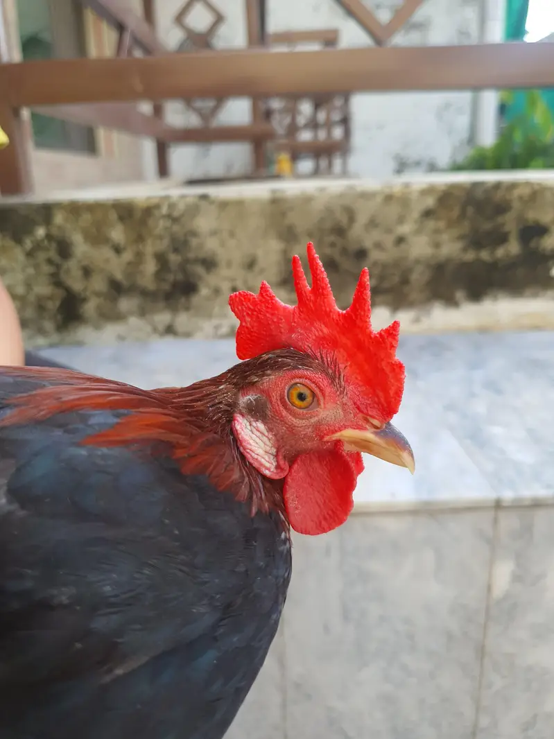 Pure Malaysian Serama Bantam Breeder Pair (Zero Size / Active Laying) — photo 3