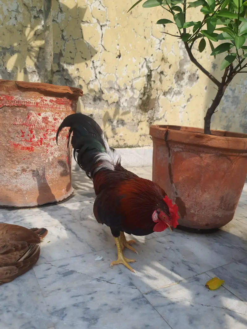 Pure Malaysian Serama Bantam Breeder Pair (Zero Size / Active Laying) — photo 4