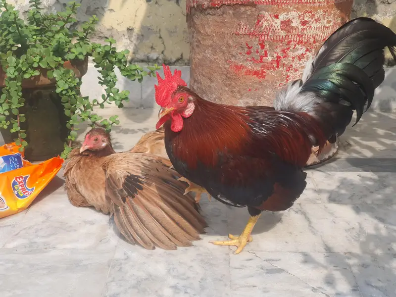 Pure Malaysian Serama Bantam Breeder Pair (Zero Size / Active Laying) — photo 5