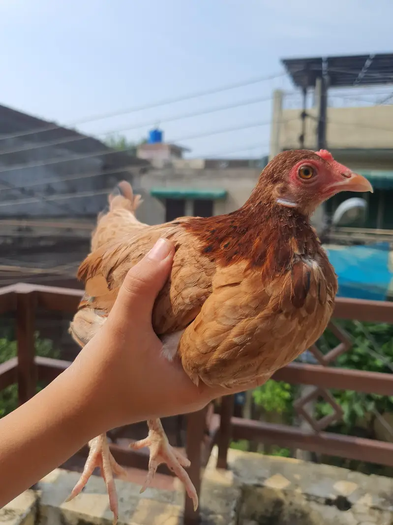 Pure Malaysian Serama Bantam Breeder Pair (Zero Size / Active Laying) — photo 6