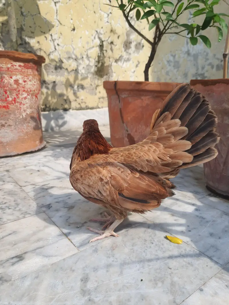 Pure Malaysian Serama Bantam Breeder Pair (Zero Size / Active Laying) — photo 7