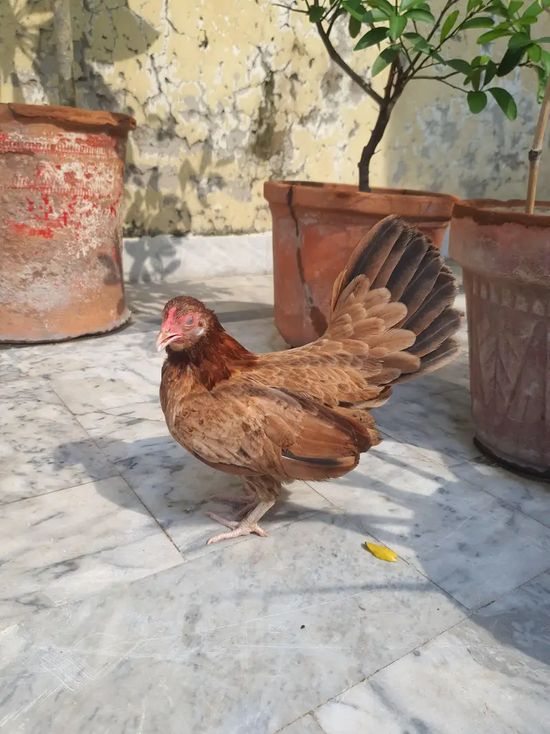Pure Malaysian Serama Bantam Breeder Pair (Zero Size / Active Laying) — photo 8