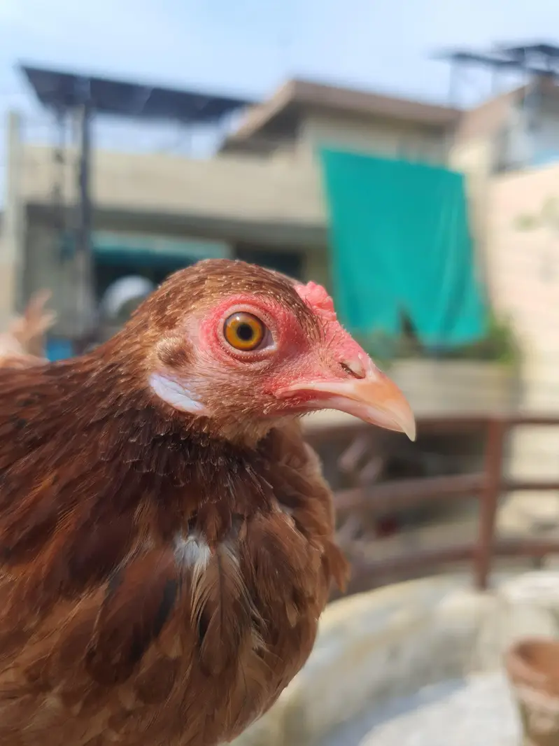 Pure Malaysian Serama Bantam Breeder Pair (Zero Size / Active Laying) — photo 9