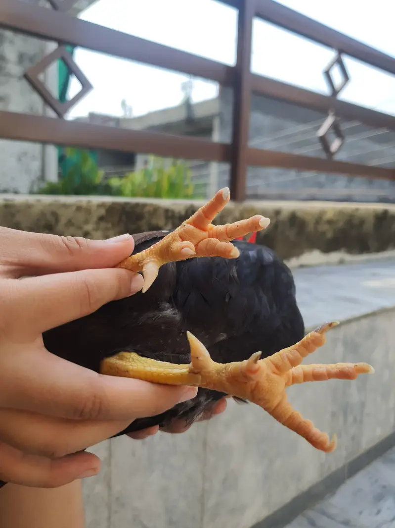Pure Malaysian Serama Bantam Breeder Pair (Zero Size / Active Laying) — photo 10