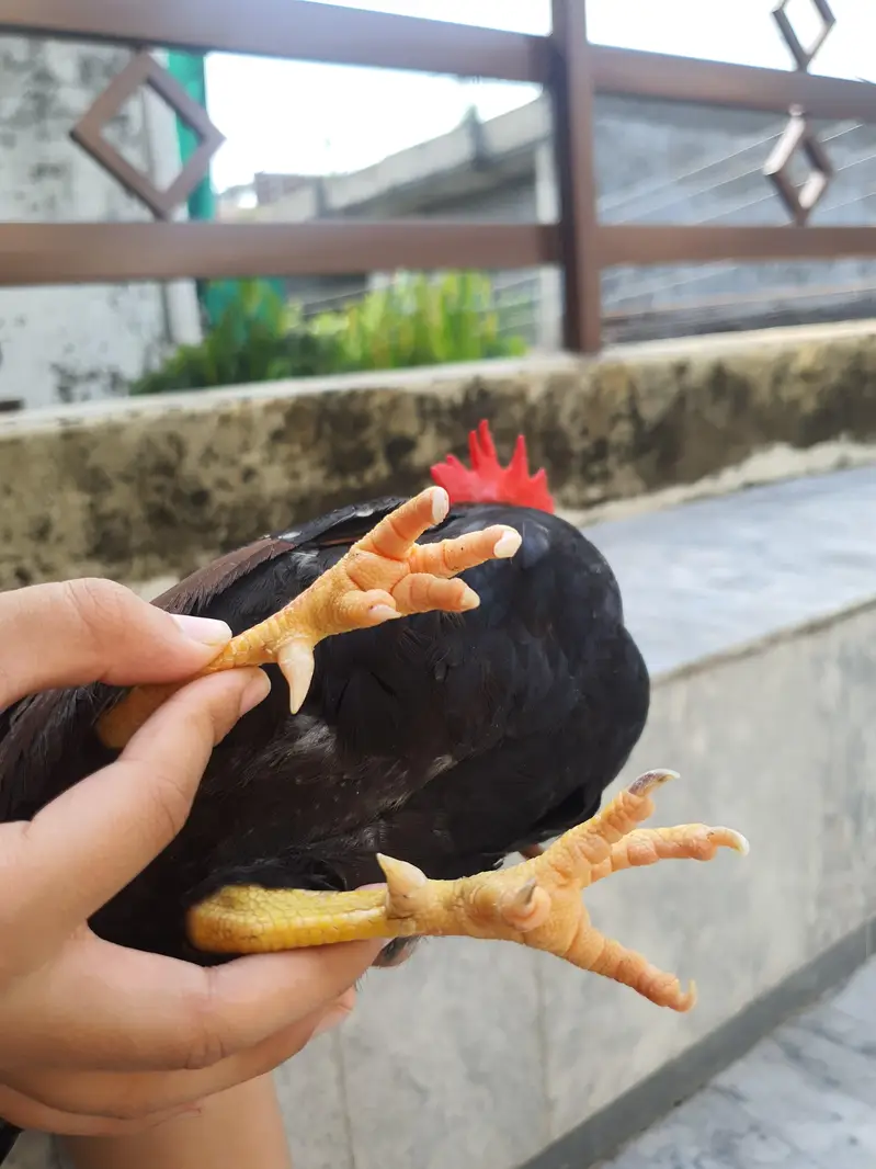 Pure Malaysian Serama Bantam Breeder Pair (Zero Size / Active Laying) — photo 11