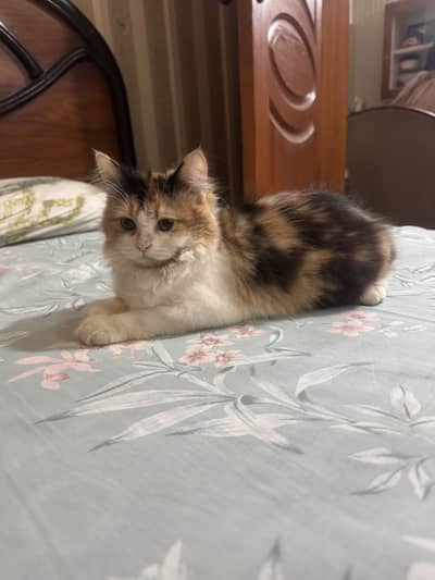 Calico Persian Cat