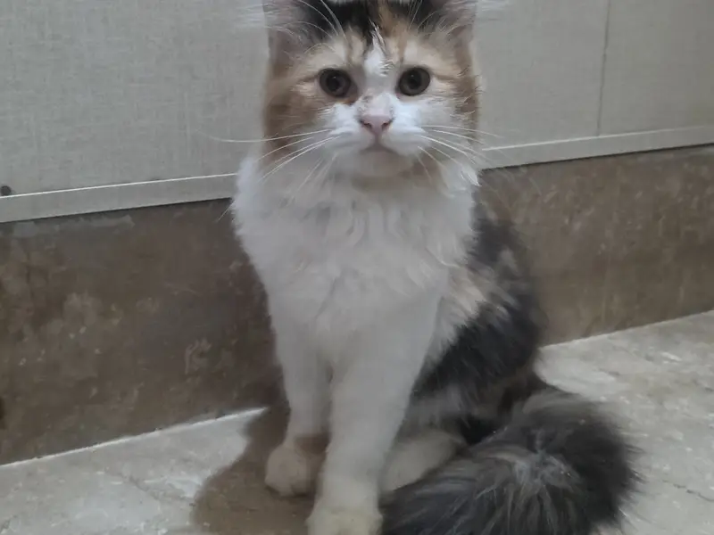 Calico Persian Cat — photo 2