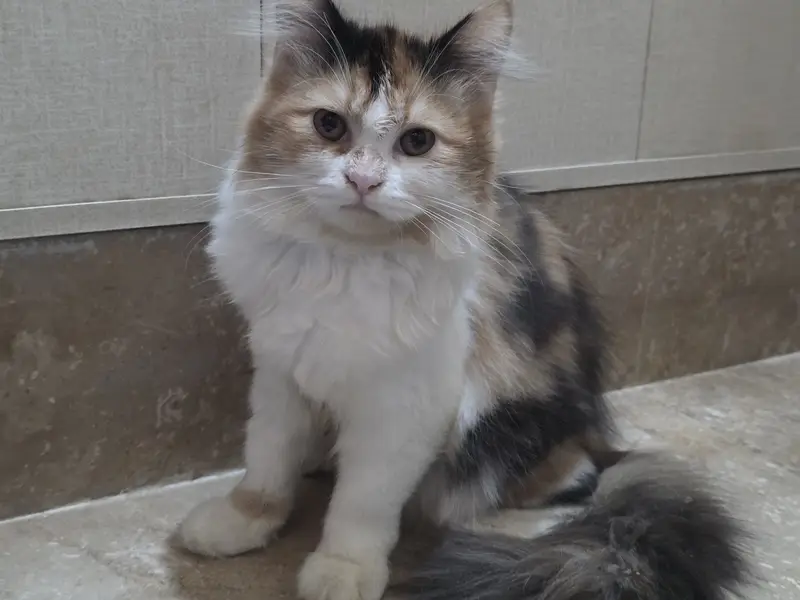 Calico Persian Cat — photo 3
