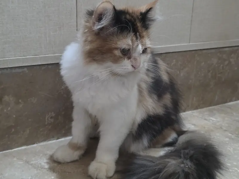 Calico Persian Cat — photo 4