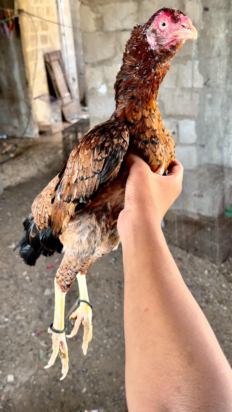 aseel murgi — photo 2
