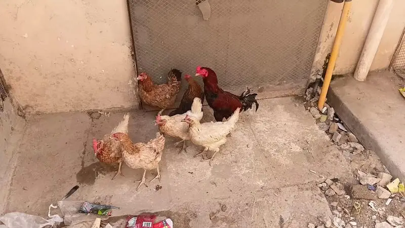 Egg Laying Misri Chickens Whole Setup For sale — photo 3