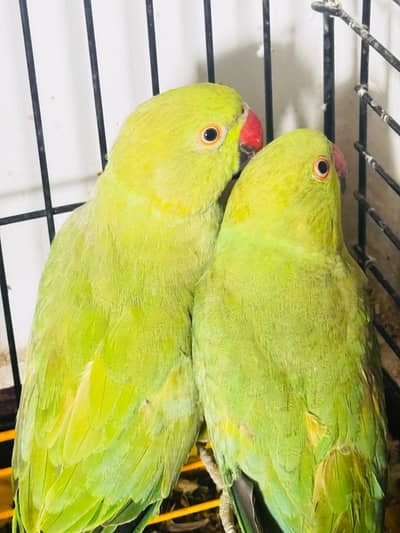 Ringneck pair for breeding