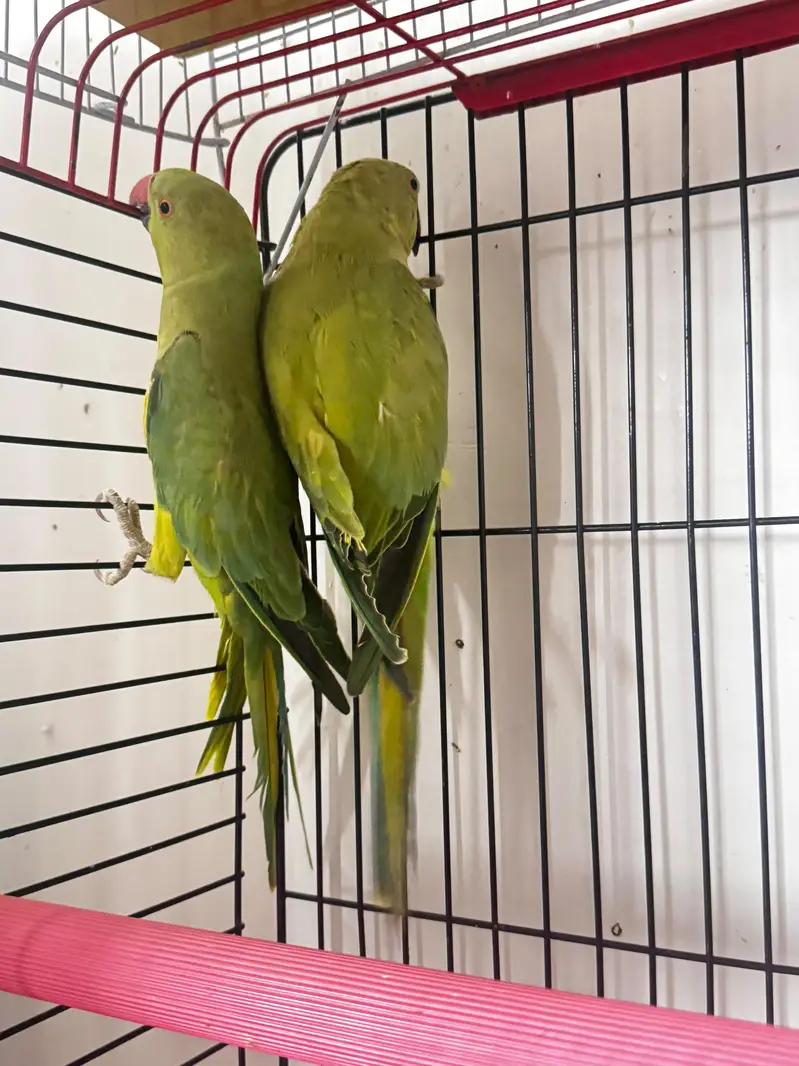 Ringneck pair for breeding — photo 2