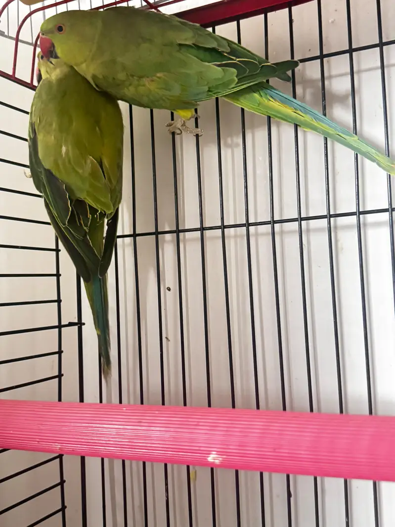 Ringneck pair for breeding — photo 4