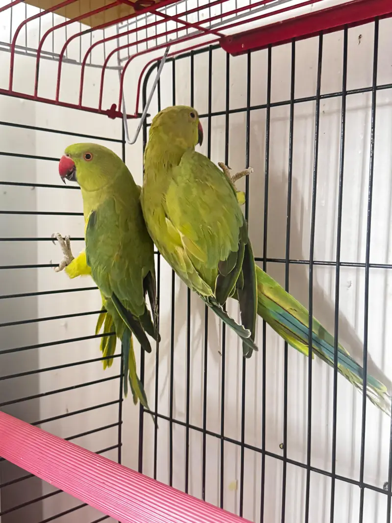 Ringneck pair for breeding — photo 5