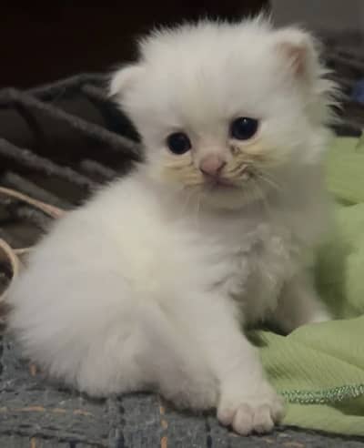 Confirmed triple coated white male ( 1 month)