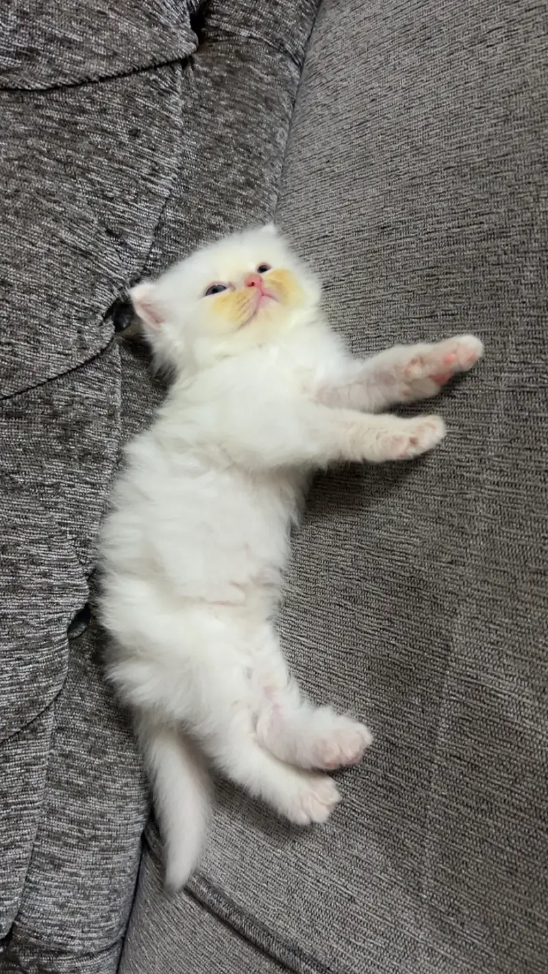 Confirmed triple coated white male ( 1 month) — photo 2