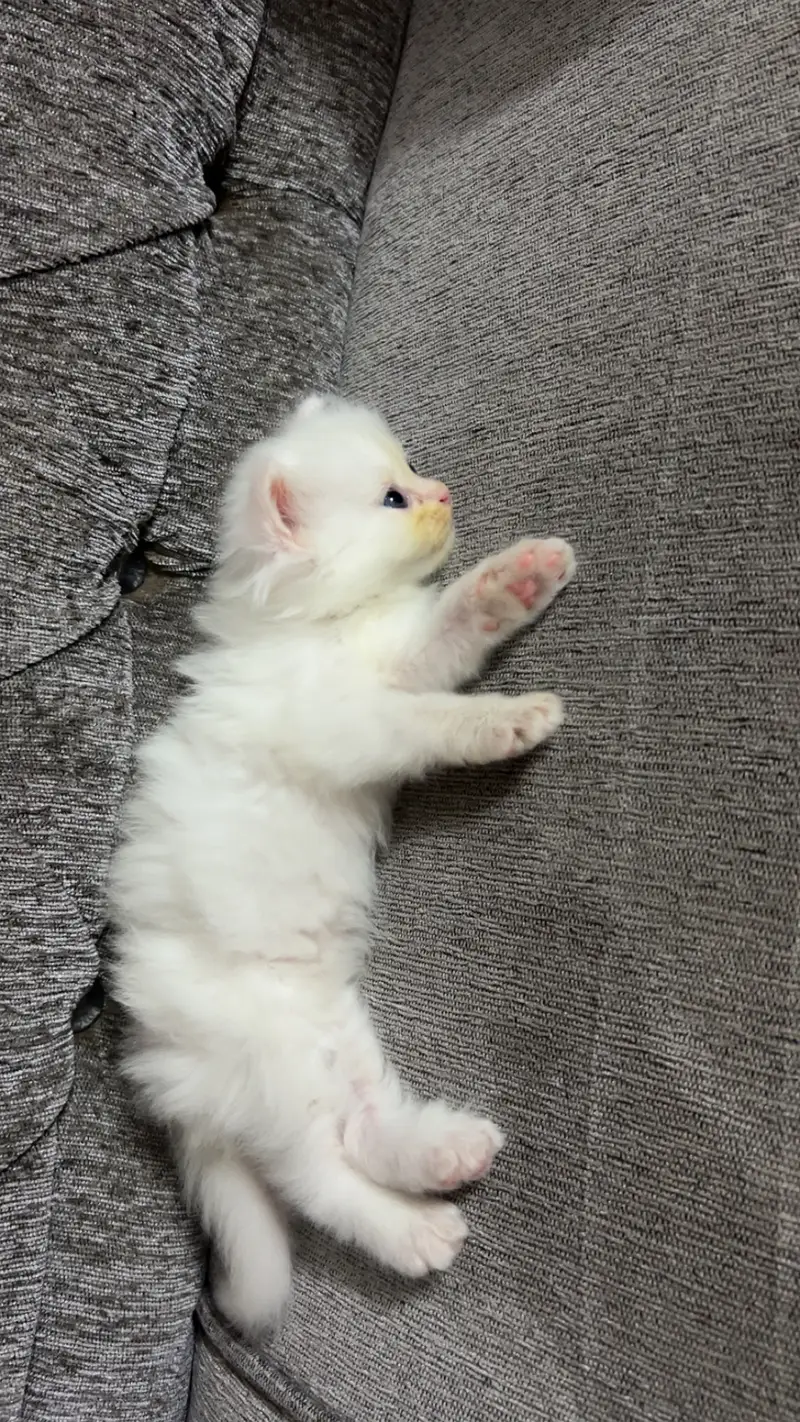 Confirmed triple coated white male ( 1 month) — photo 3