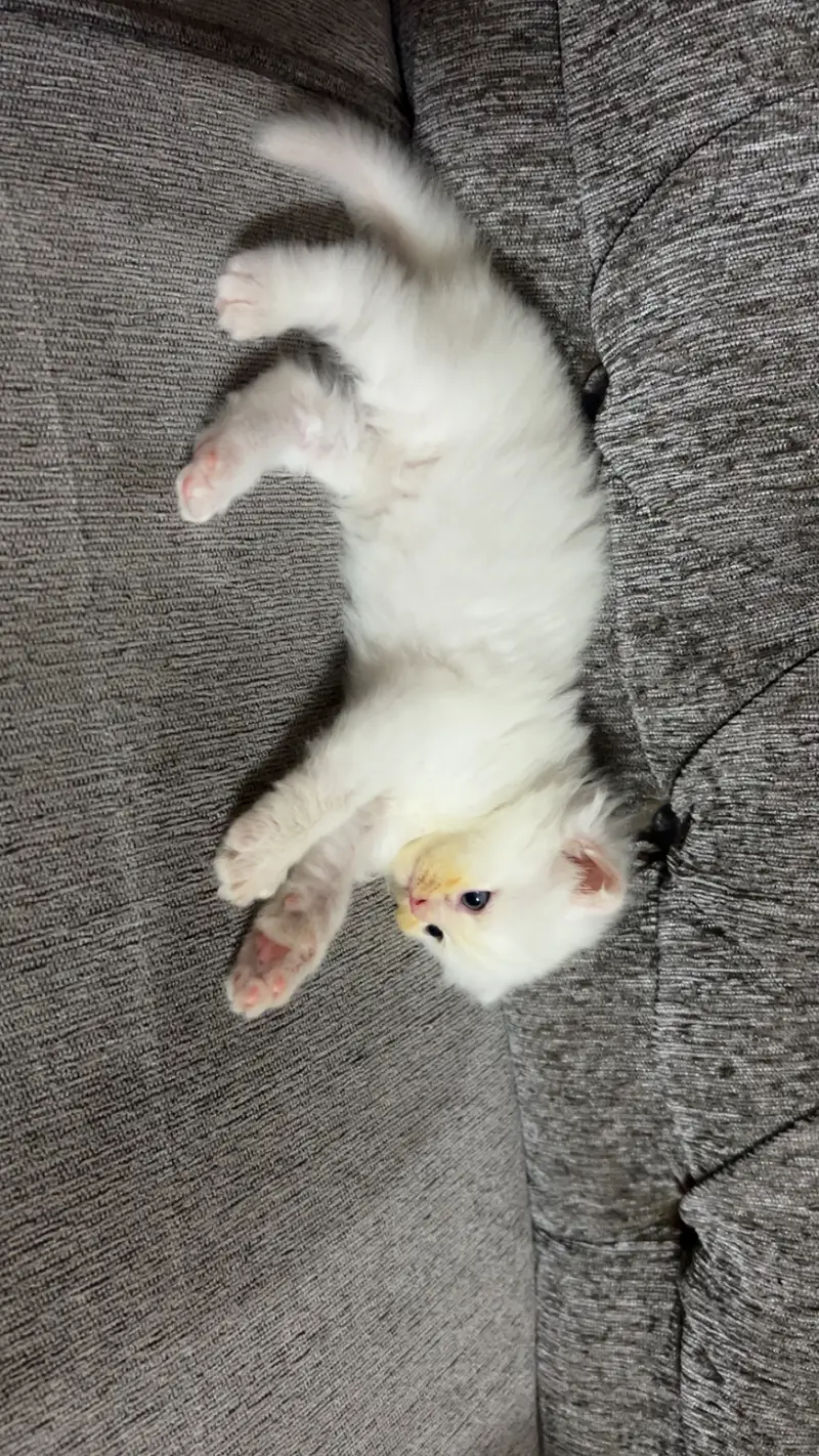 Confirmed triple coated white male ( 1 month) — photo 4
