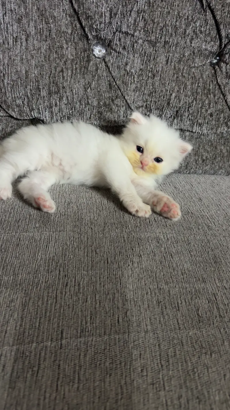 Confirmed triple coated white male ( 1 month) — photo 5