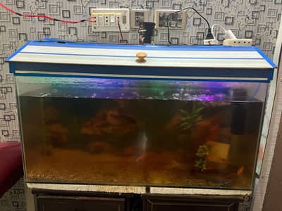 Aquarium with 6 fishes