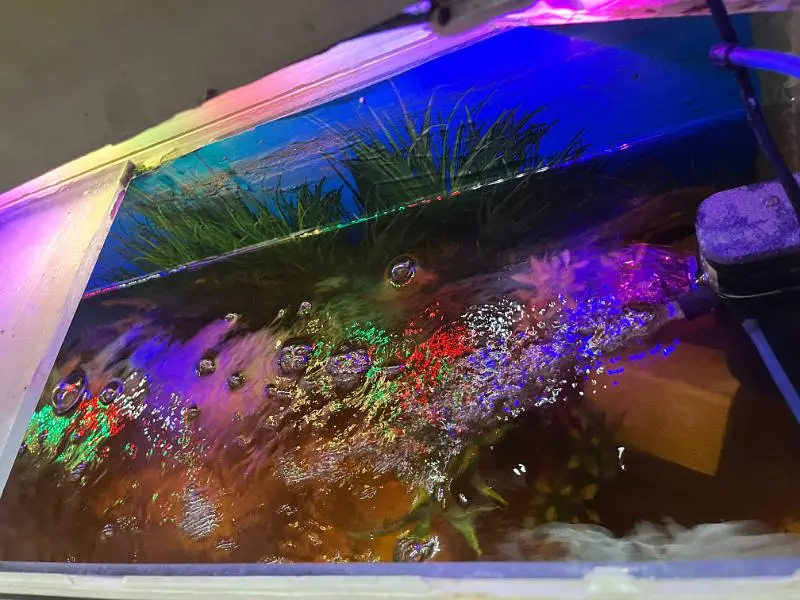 Aquarium with 7 fishes — photo 2