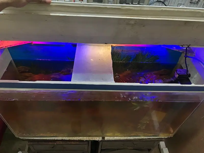 Aquarium with 7 fishes — photo 3