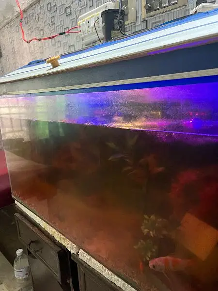 Aquarium with 7 fishes — photo 4